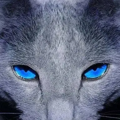 Profile image of 썬더캣