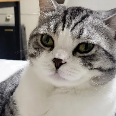 Profile image of 냥이