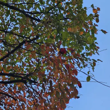 Profile image of 프니엘