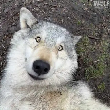 Profile image of 케이고 쇼고