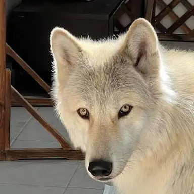 Profile image of Yasha