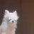 꼬질이