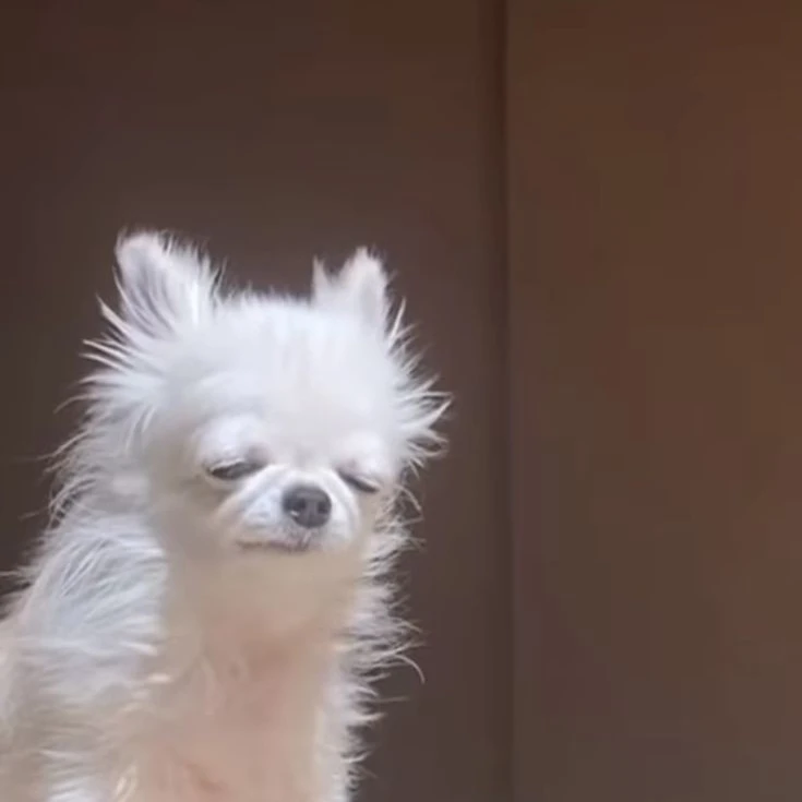 꼬질이