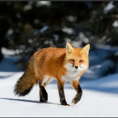 Profile image of Fox