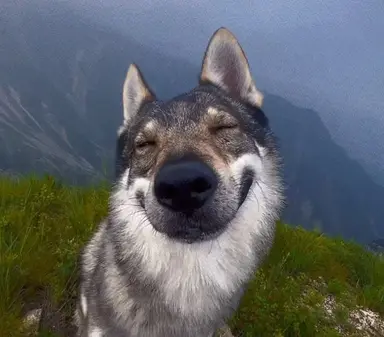 Profile image of Wolf