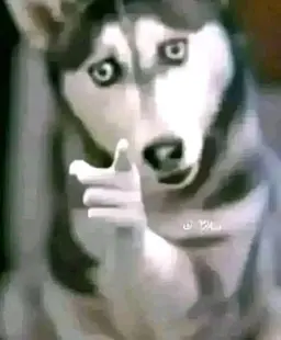 Profile image of Wolf