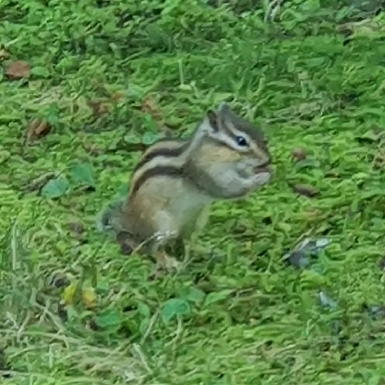 GruffRoad9648의 공지입니다!