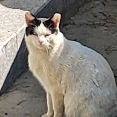 Profile image of 여우