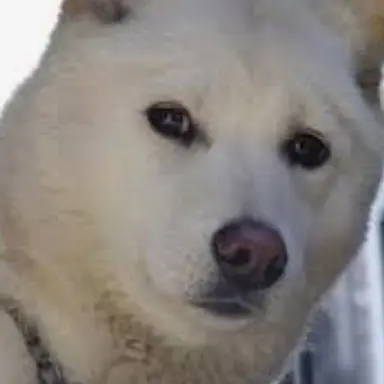 Profile image of 진호개