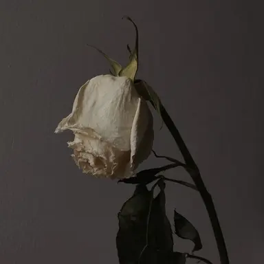 Profile image of 김세아
