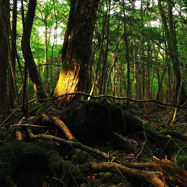 Profile image of 青木ヶ原