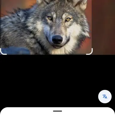 Profile image of 김늑대