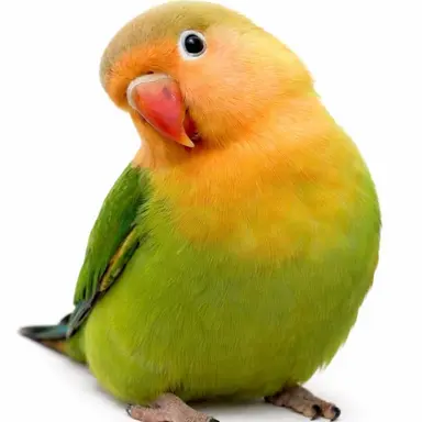 Profile image of 미새