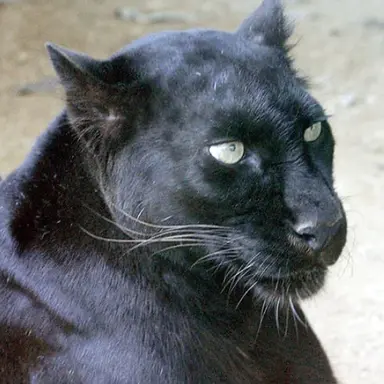 Profile image of クロ