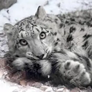 Profile image of ユキ