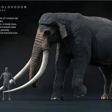 Profile image of 아시아곧은상아코끼리