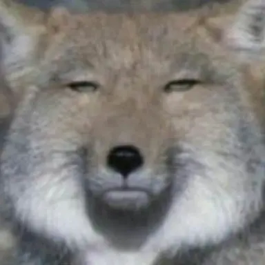 Profile image of 여우