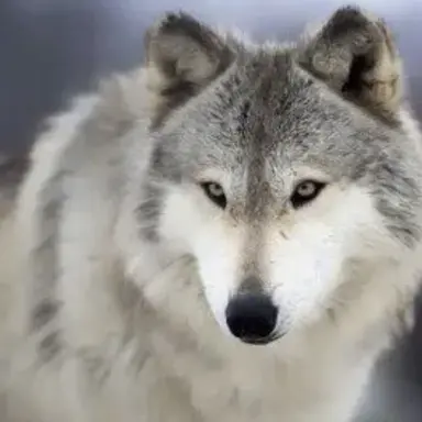Profile image of 늑대