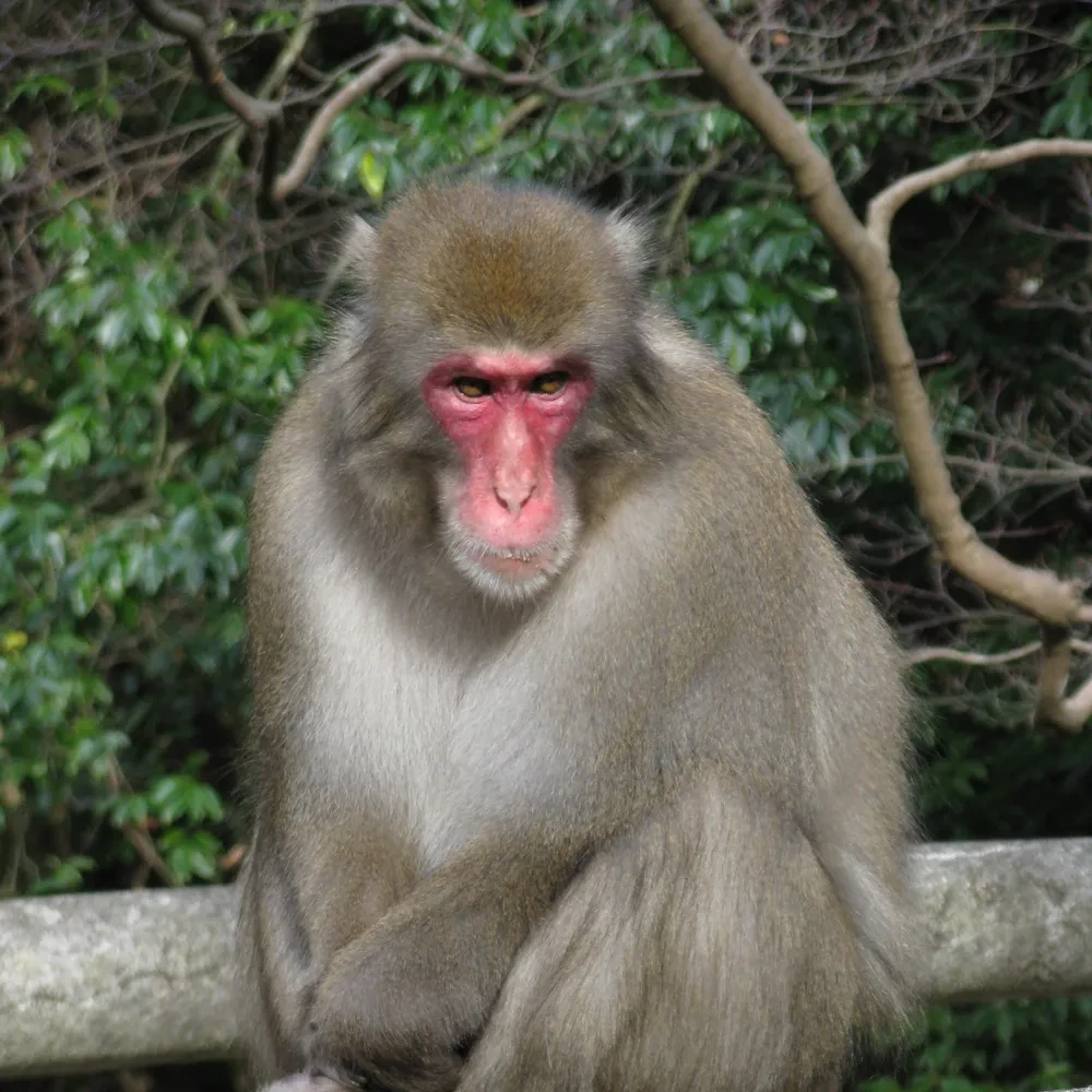 섬규