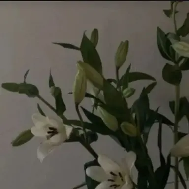 Profile image of 이여우