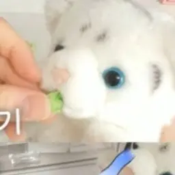 1273639의 휘핑이