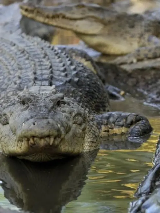 STRghk8792의 악어 무리의 악어 플레이