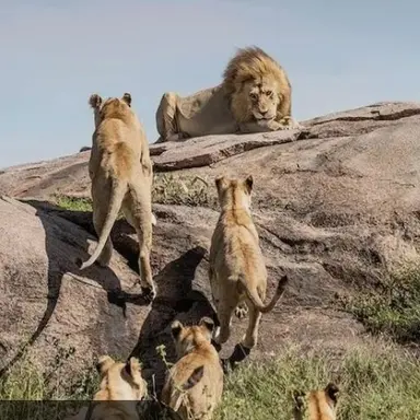 Profile image of 사자무리