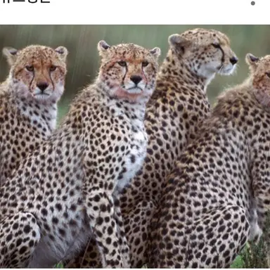 Profile image of 치타무리