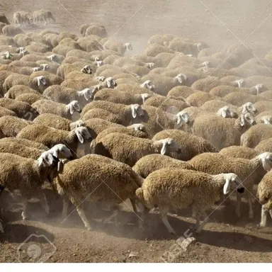 Profile image of 야생양 무리