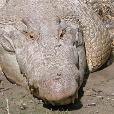 Profile image of 악어 무리 대장