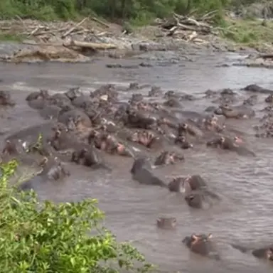 Profile image of 하마무리