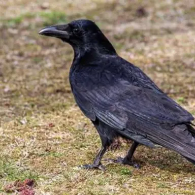 Profile image of 鳥