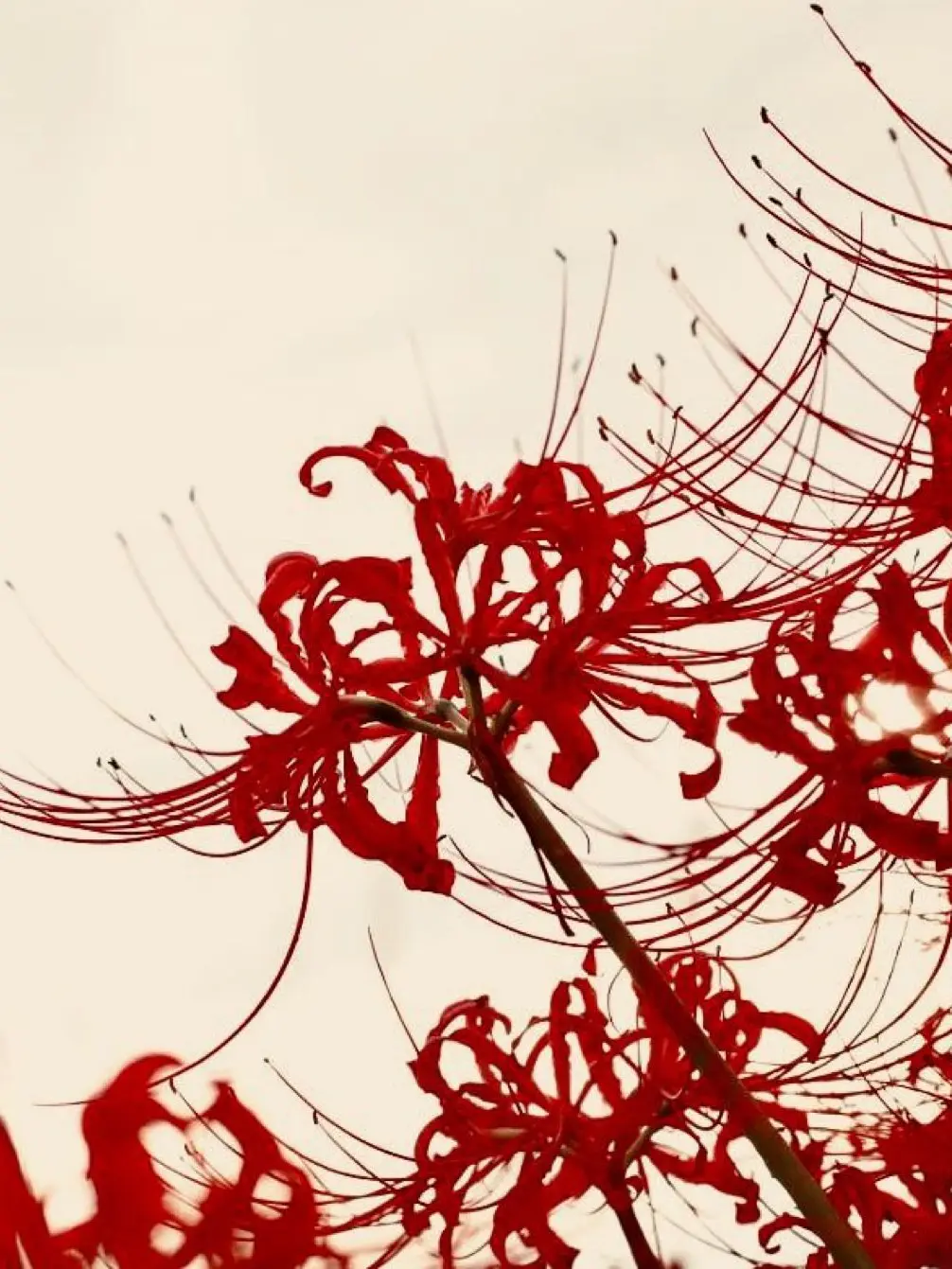 straykids143의 Loyal but not royal.