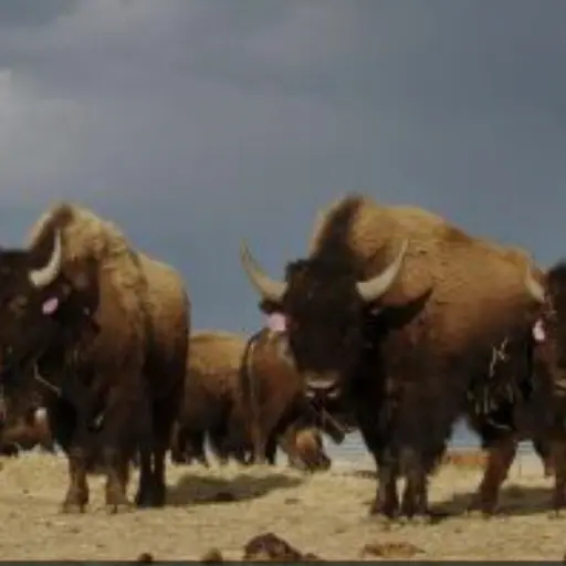 Mr_Crow의 Bison Antitus 무리