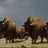 Bison Antitus 무리