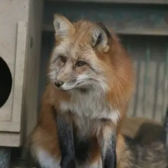 Profile image of 여우