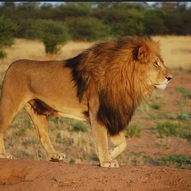 Profile image of LEO