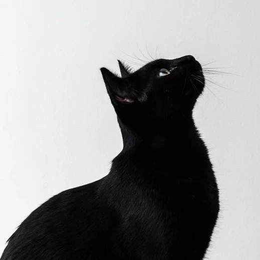 검은 고양이