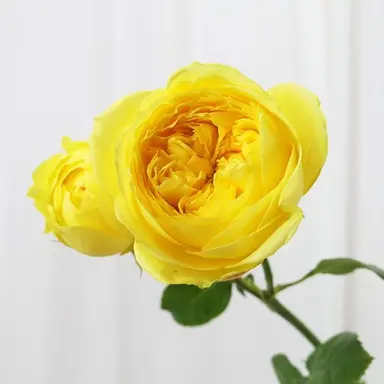 Profile image of ジャムトゥル