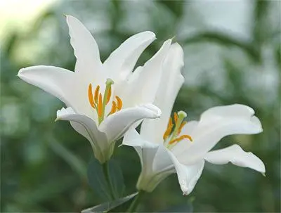 Profile image of ラド