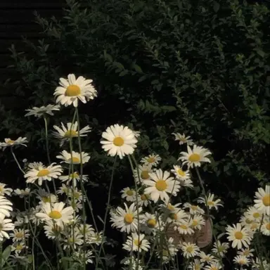 Profile image of 유지민