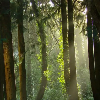 Profile image of 미지의숲