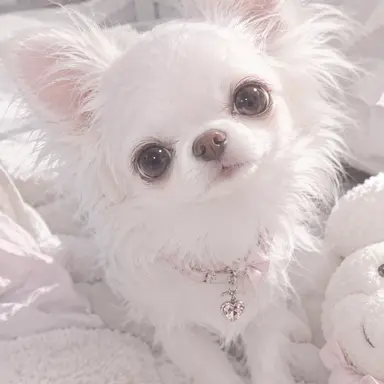 Profile image of チワワ