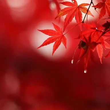 Profile image of A