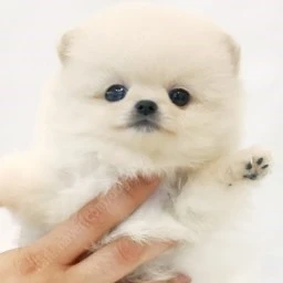 주인님