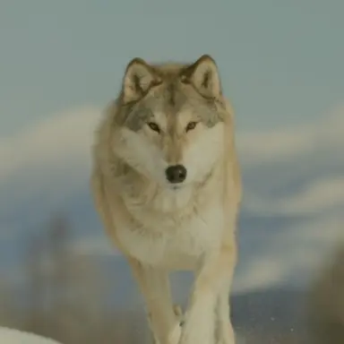 Profile image of 늑대놈