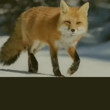 Profile image of 여우놈