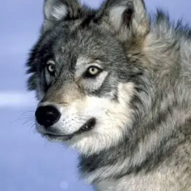 Profile image of 늑대