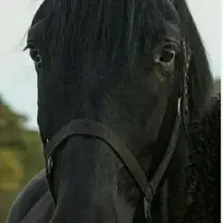 Profile image of Free rein