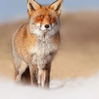 김여우